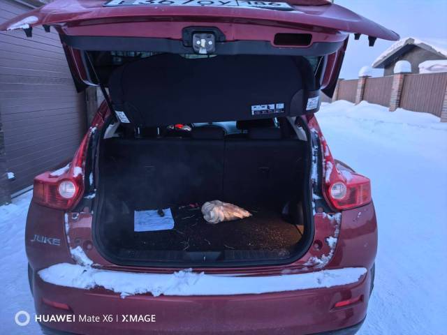 Nissan Juke, 2011 года, 117 лс, АКПП - Изображение 5