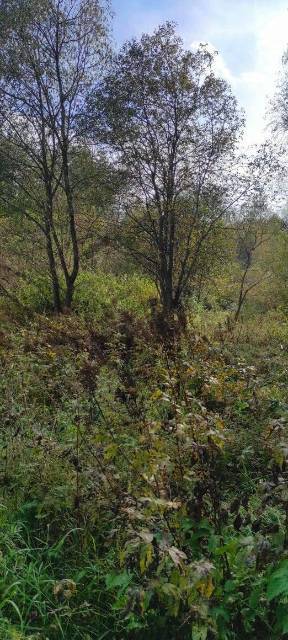 Земельный участок в Калужской обл., 5000 кв.м - Изображение 6